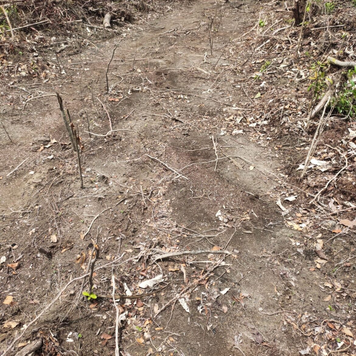 Hutan Produksi Sungai Nyrih di Desa Pergam Kian Gundul, Penegakan Hukum Masih Mandek Kemana Kah KPHP