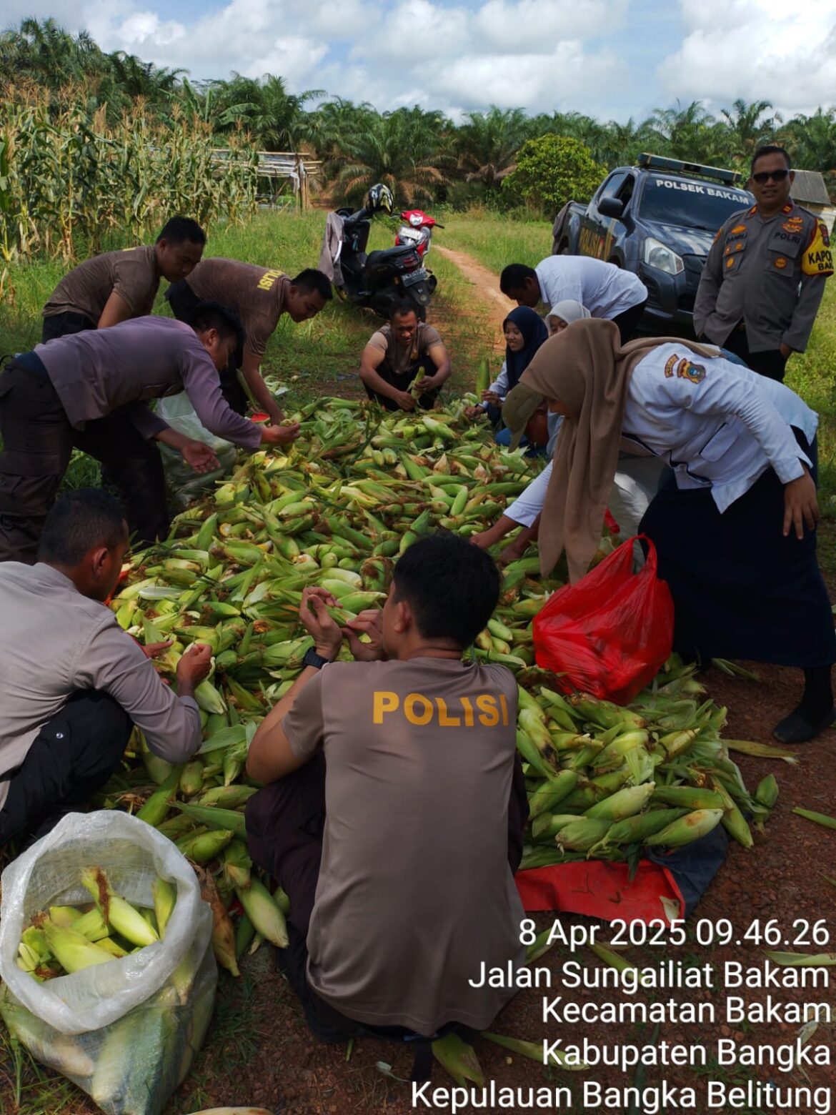 Polsek Bakam Panen 700 Kg Jagung dari Program Ketahanan Pangan di Lokasi Penanaman 1 Juta Hektar