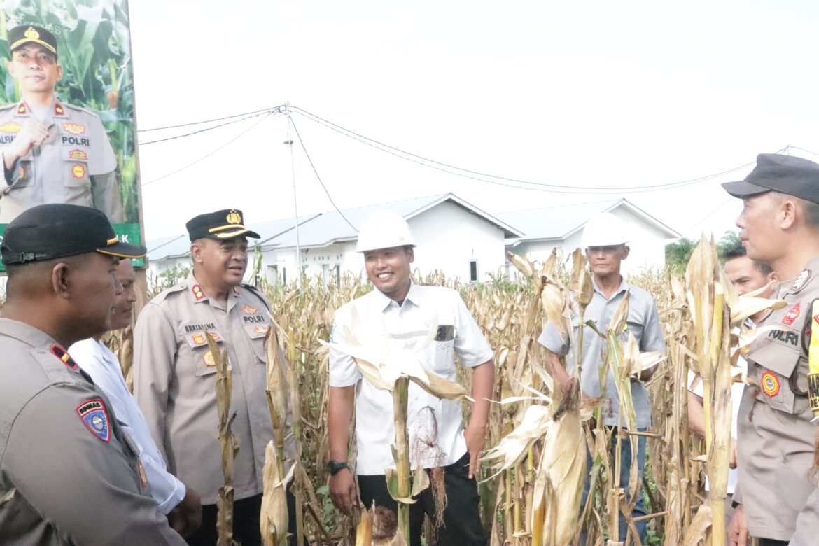 *Polres Bangka Tengah Panen Jagung Bersama di Desa Belilik, Dukung Ketahanan Pangan Daerah*