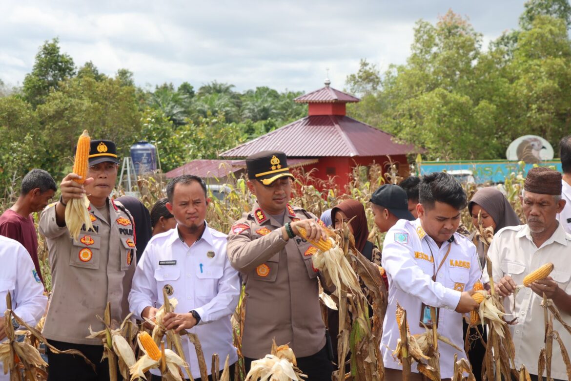 Kapolres Bangka Barat Apresiasi Kolaborasi Desa dan Swasta dalam Panen Jagung di Desa Air Limau
