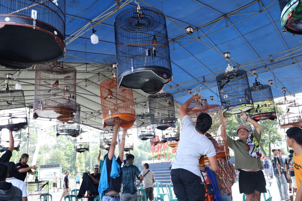 *Jelang Hari Bhayangkara Ke 79, Ratusan Kicau Mania Ikuti Lomba Burung Kicau Di Polda Babel*