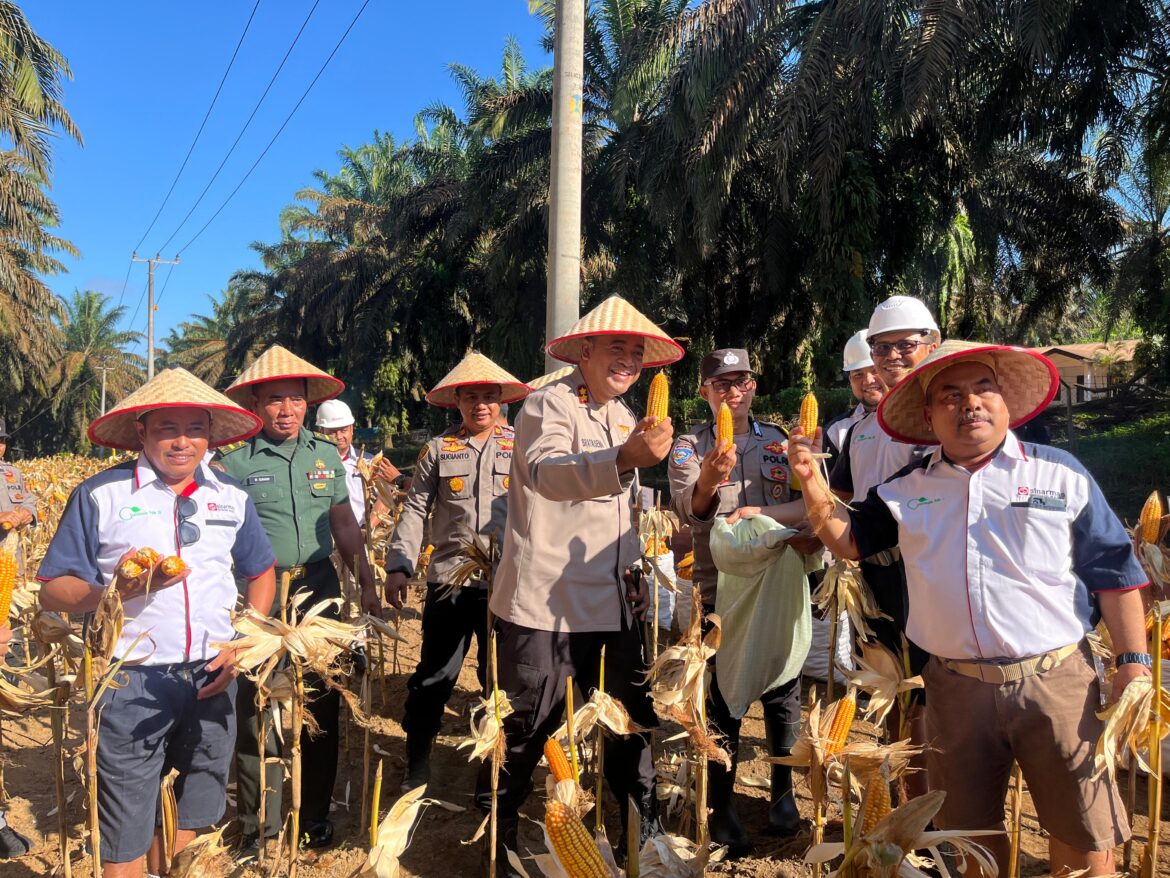 *Kapolres Bangka Tengah Hadiri Panen Raya Jagung Serentak, Dukung Ketahanan Pangan Daerah*