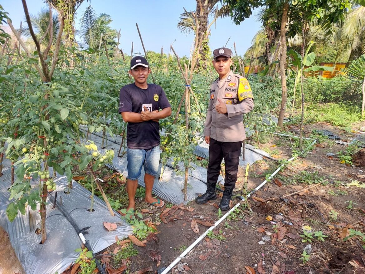 *Cerita Brigadir Kateran Ajak Warga Binaannya Manfaatkan Lahan Tidur, Kini Sukses Panen Ratusan Kilogram Tomat*