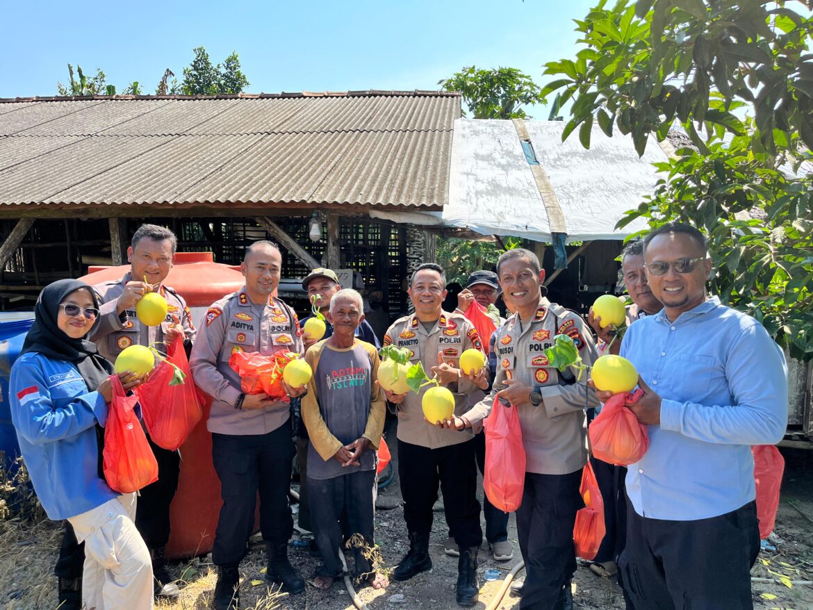Kapolres Bangka Barat Tunjukkan Contoh Nyata Ketahanan Pangan Lewat Panen Melon di Belo Laut