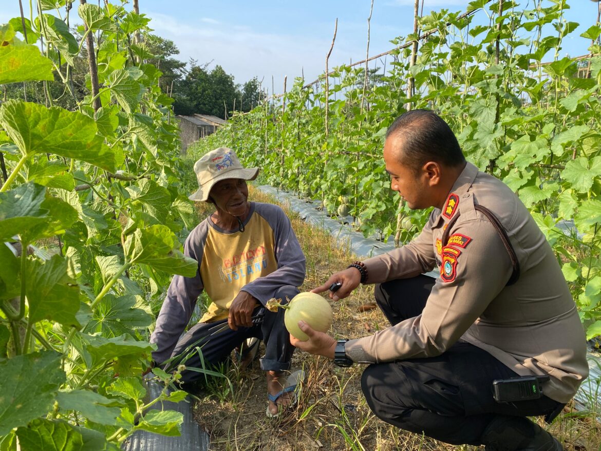 Kapolres Bangka Barat Ajak Warga Nikmati Sensasi Panen Melon Bersama di Kebun Belo Laut